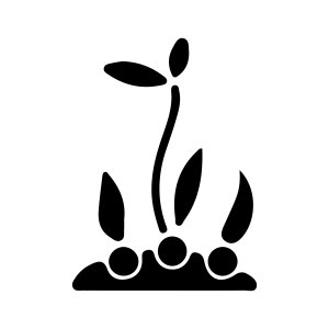 Многолетники Многолетники